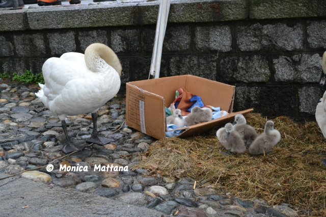 SALVATAGGIO PICCOLI DI CIGNO NEL PORTO A LAVENO